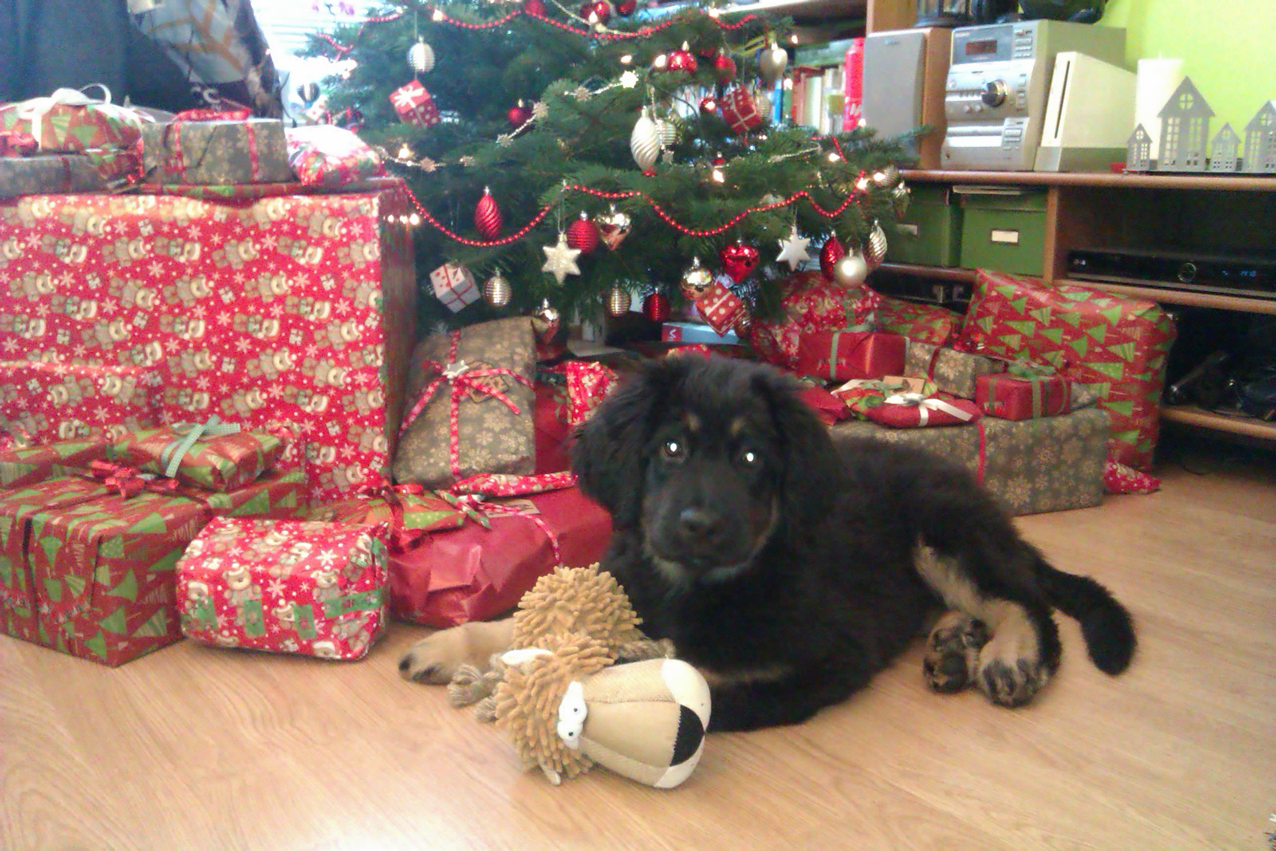 Max s dárečkem pod stromečkem